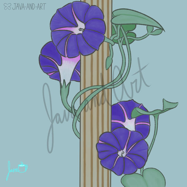 Morning Glories
